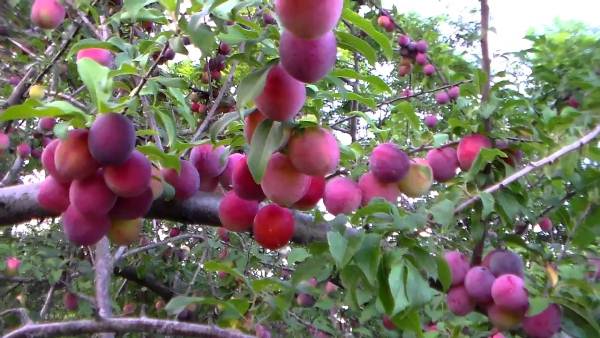  Comète prune cerise variété précoce