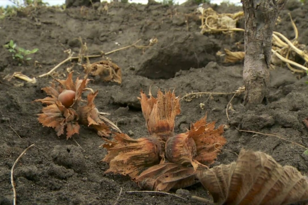  Bedecken Sie den Boden vor dem Busch mit einem Schleier und schütteln Sie den Baum gut. Alle reifen Früchte fallen