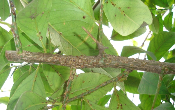  Les parasites communs qui peuvent attaquer un citron cultivé à la maison: cochenilles, faux, acarien