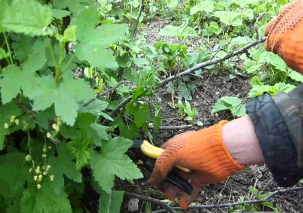  Il est nécessaire de nettoyer le cassis: enlever les branches cassées et sèches, couper les pousses déformées, détruire les branches malades.