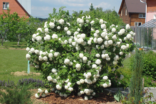  Kalina Buldenezh in voller Blüte