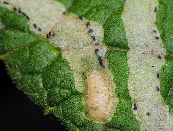  Feuille de cerisier frappée par des larves de mineur