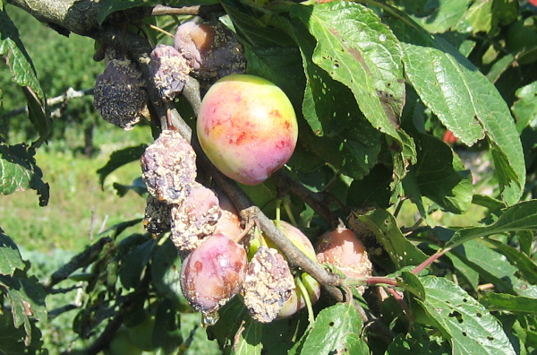  Pourriture grise (moniliose) prune cerise comète Kuban