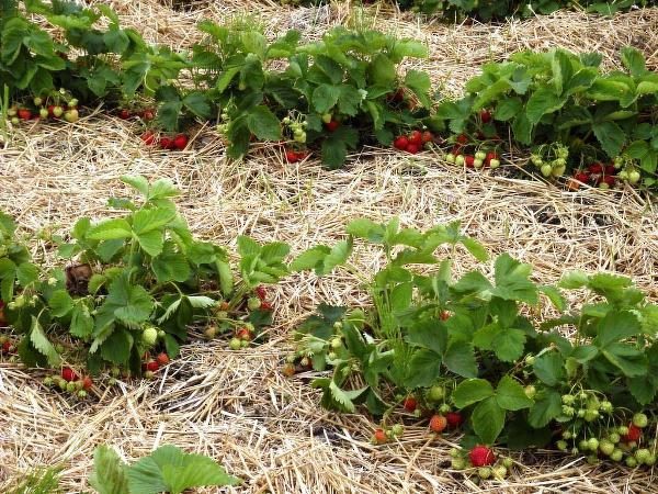  Erdbeeren werden im Sommer mit Stroh bedeckt, um ein Ausbrennen und im Winter ein Einfrieren zu verhindern.