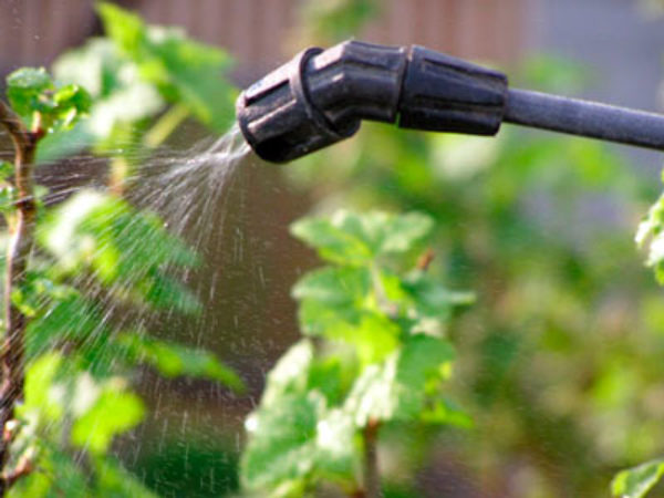  Spritzlösungen über die Stachelbeeren gegen Schädlinge