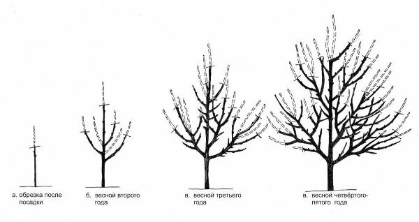  Schema beschneiden Pflaumen Kuban Komet