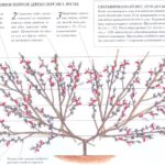  Gebildeter Fanpfirsich-Feigenbaum, Frühling