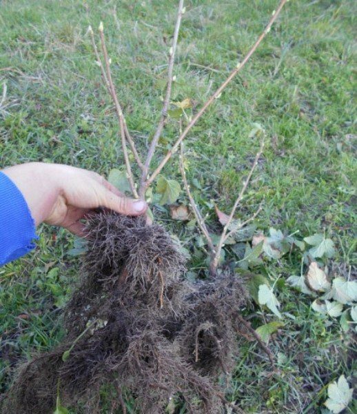  Der frühe Herbst ist eine gute Zeit zum Anpflanzen von Johannisbeeren