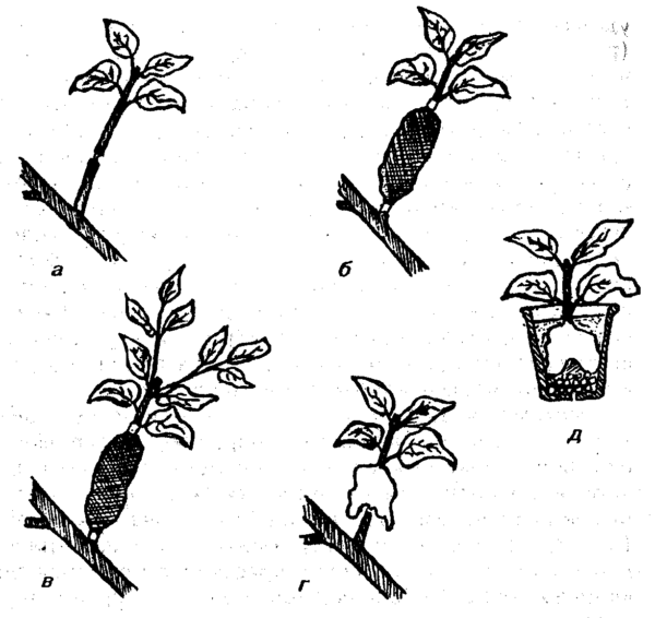  Schéma de copulation de citron