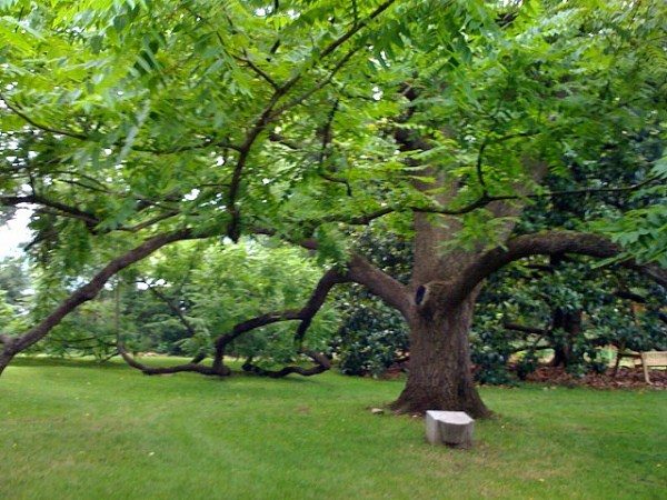  Le noyer noir est un arbre qui s'étend de 40 à 50 m de hauteur