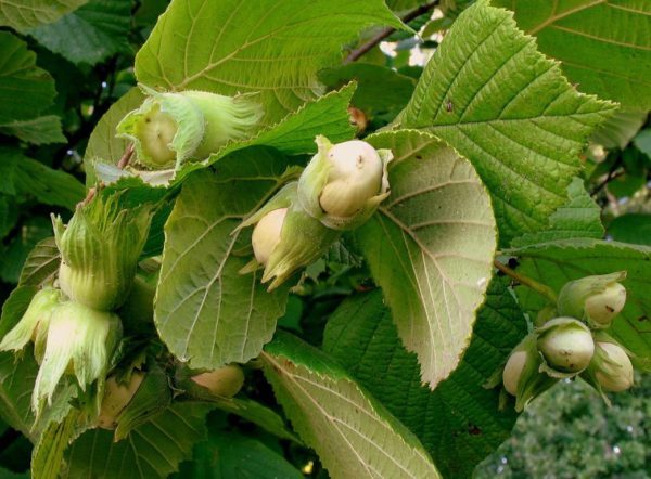  Le fruit de noisetier sur les branches