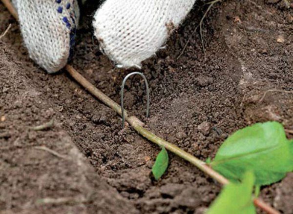  Pour une branche de semis de myrtille complète placée dans le sillon et au crochet