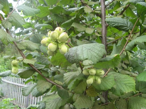  Grüne Haselnussfrucht auf dem Baum