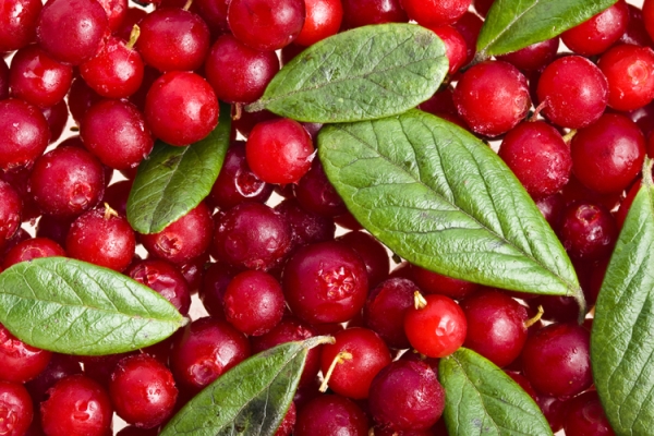  Cranberries sollten nicht gegessen werden, wenn Sie an Allergien, Gicht, niedrigem Druck und Geschwüren leiden.