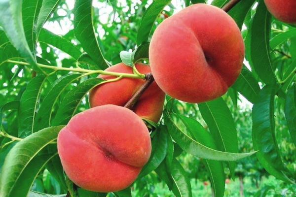  Choisir les pêches pour l'extraction des graines dont vous avez besoin parmi les variétés zonées et non de l'arbre greffé