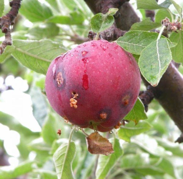  Die Früchte des Zwetschken-Kuban-Kometen wurden von der Pflaumenmotte getroffen