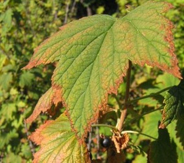  Die Ursache für das Trocknen der Blätter auf Johannisbeeren sind Infektionskrankheiten und Insektenparasiten.