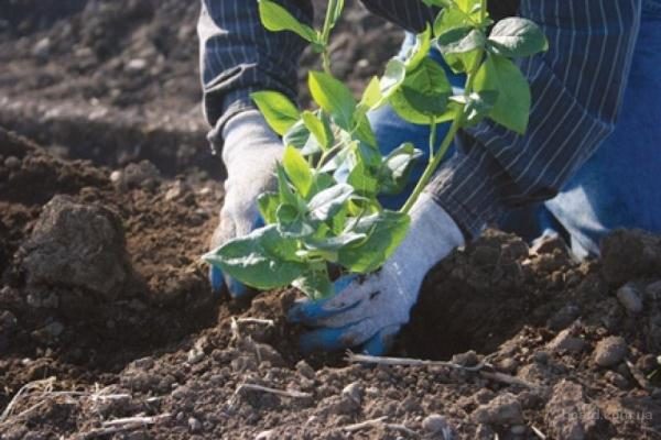  Au cours de la première année suivant la plantation, l'utilisation d'engrais minéraux est suffisante, en les appliquant au début du printemps.