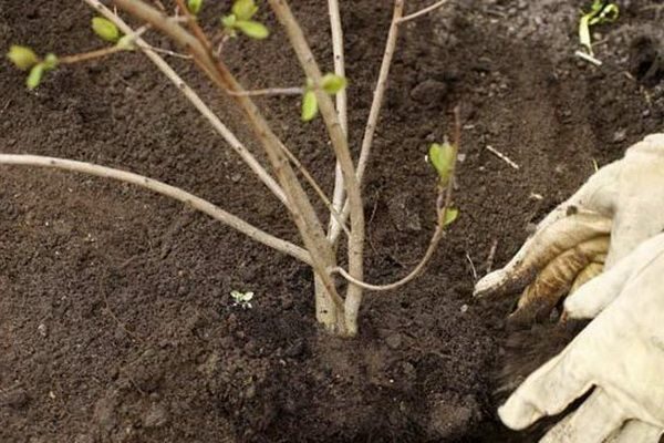  Für Viburnum Gordovina ist es vorzuziehen, leichte saure Böden und gute Beleuchtung zu bieten