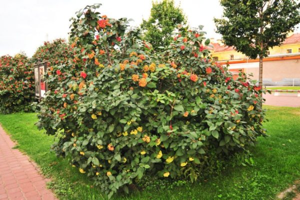  Viburnum-Busch, der beschnitten werden muss