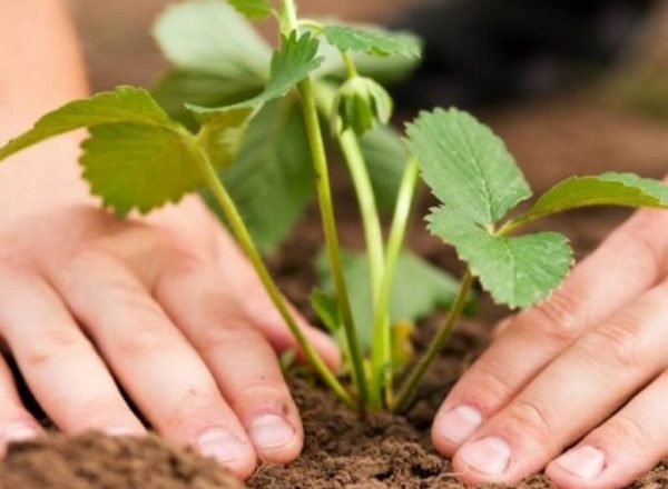  Erdbeeren pflanzen und umpflanzen im Herbst: Standortwahl, Timing, Pflege der Pflanzen