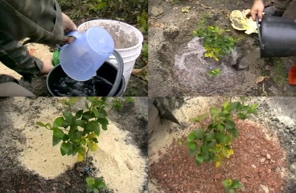  Für die erste Bewässerung von Heidelbeersämlingen muss gesäuertes Wasser verwendet werden.