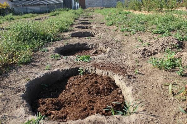  Avant la plantation, la fosse aux bleuets est remplie d’un substrat spécialement préparé.