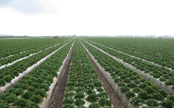  Nicht-Unkraut-Verfahren zum Pflanzen von Erdbeeren Zenga Zengan mit Mulchfolie