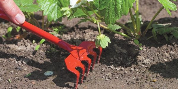  Le lit avec des fraises Elizabeth 2 doit être nettoyé des mauvaises herbes, et avant l'irrigation pour assouplir le sol