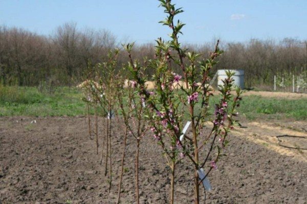  Il est préférable de planter des plants de pêche aux figues en automne.