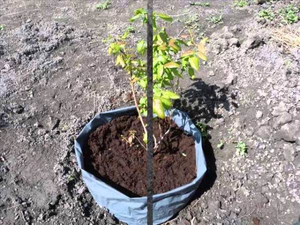  Planter une myrtille de jardin