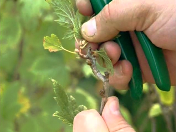  Im Sommer müssen Sie getrocknete Sprossen von Johannisbeeren abschneiden sowie Nip Green-Wachstum durchführen