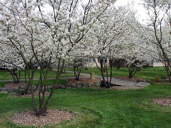  Ardoise canadienne en forme de fleurette