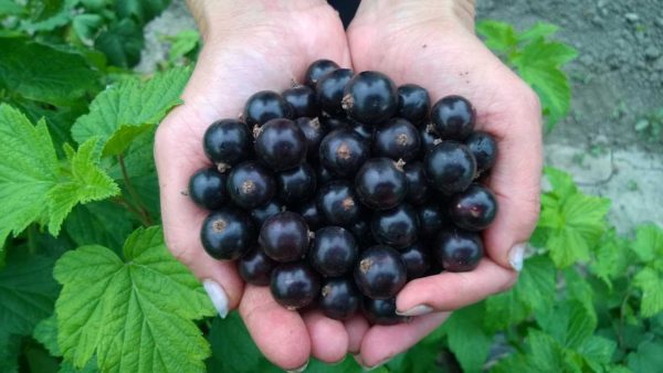  Ernte von reifen Beeren der Schwarzen Johannisbeere