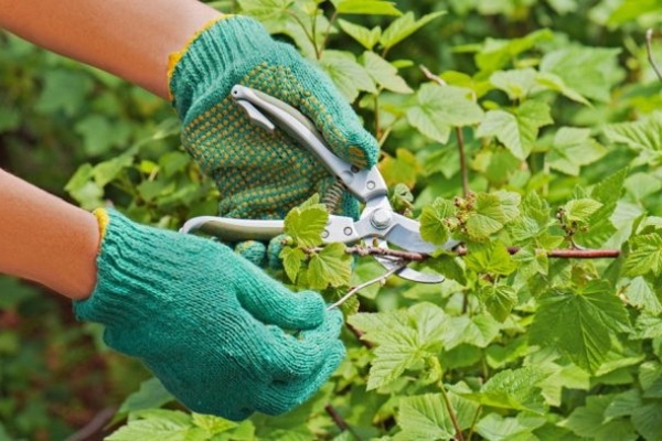  Assurez-vous de couper les branches cassées, dirigées à l'intérieur du buisson ou à l'ombre, couchées sur le sol, maigres, faible croissance de l'année en cours