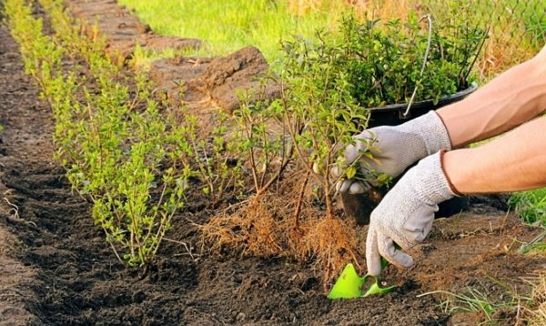  La plantation d'automne de groseilles contribue à l'enracinement rapide du buisson et à de bonnes pousses printanières