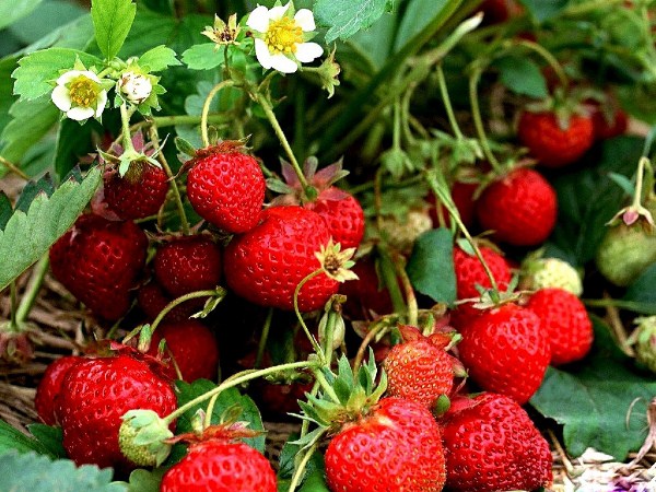  Fraises de jardin