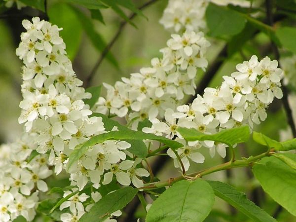  Fleurs de cerisier à la mi-mai