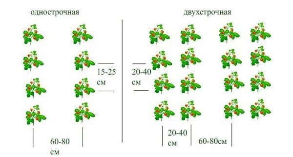  Das Schema der ein- und zweizeiligen Anpflanzung von Erdbeeren