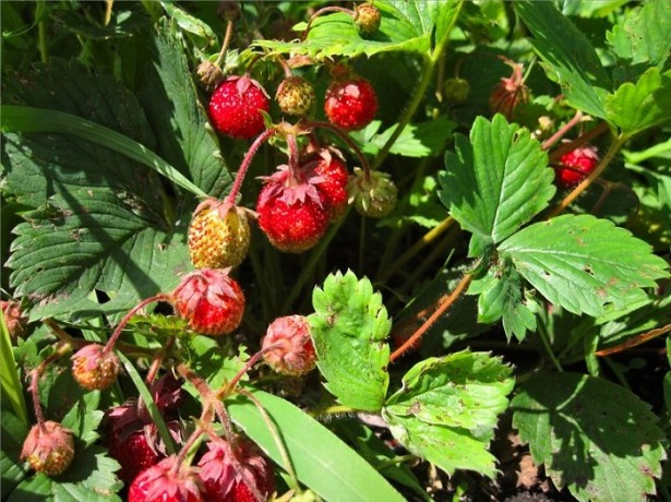  Krankheiten der Erdbeeren