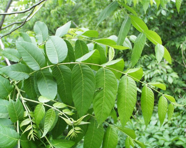  Feuilles de noyer vert