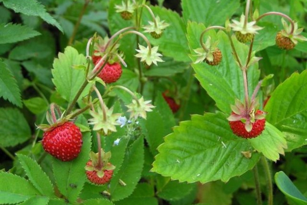  Feuilles de fraise: propriétés médicinales et utilisation, contre-indications, recettes de la médecine traditionnelle