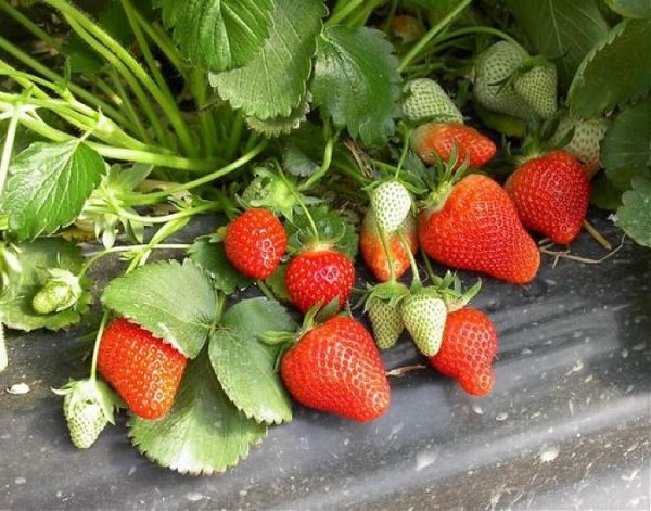  Bush Kimberley-Erdbeeren mit reifen und grünen Beeren