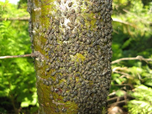  Scolytes sur des cerisiers