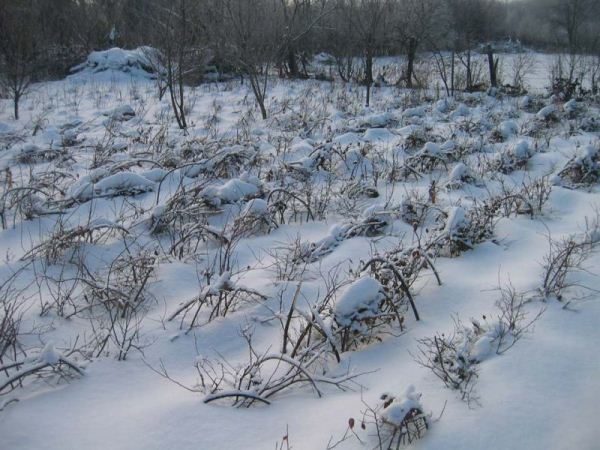  Blaubeeren sind resistent gegen starke Fröste, aber die Vorbereitung auf den Winter ist notwendig.