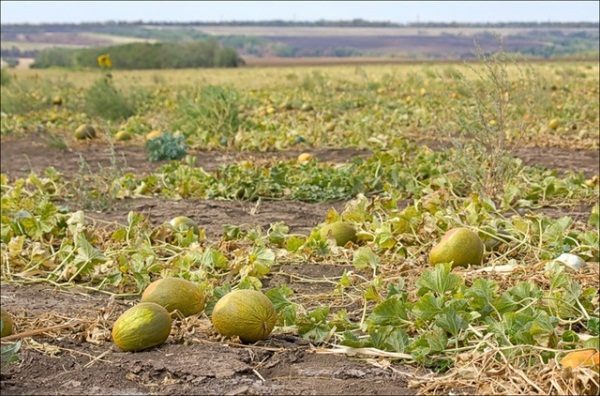  Melon - plante aimant la chaleur, nécessite une abondance de lumière