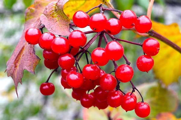  Viburnum-Beeren enthalten Vitamin C, Spurenelemente und Säuren, eine Substanz Viburnin