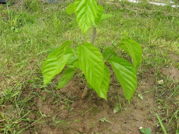  Mulberry liebt winddichte und gut beleuchtete Bereiche