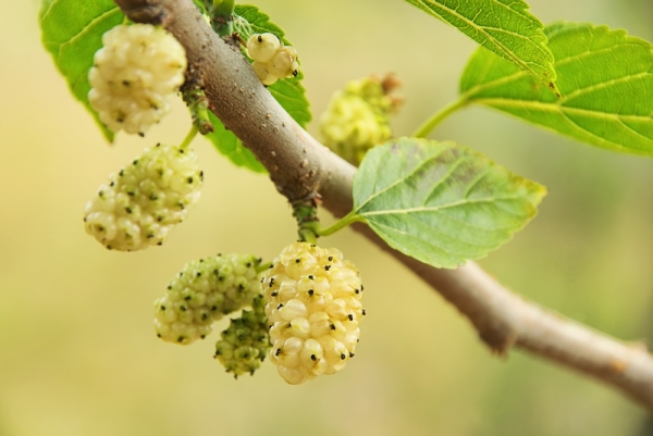  Maulbeerbeeren können Allergien auslösen, sie können nicht mit leerem Magen getrunken werden, trinken kaltes Wasser