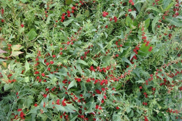  Strawberry Spinat ist eine schöne und gesunde Pflanze, unprätentiös für dekorative Zwecke.